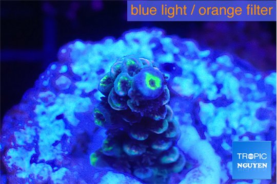 Acropora Walt Disney 2-3 cm WYSIWYG acclimaté