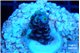 Acropora Walt Disney 2-3 cm WYSIWYG acclimaté