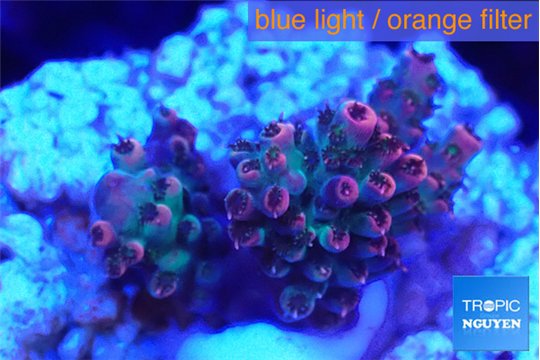 Acropora hyacinthus pink 2-4 cm WYSIWYG acclimaté