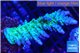 Acropora green & blue tip Fijii 5-7 cm WYSIWYG acclimaté