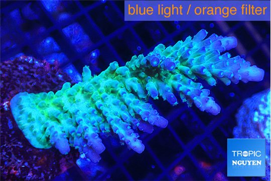 Acropora green & blue tip Fijii 5-7 cm WYSIWYG acclimaté