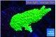 Acropora neon green 3-5 cm WYSIWYG acclimaté