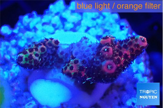 Acropora hyacinthus pink frag 2-4 cm WYSIWYG acclimaté