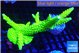 Acropora neon green 7-11 cm WYSIWYG acclimaté