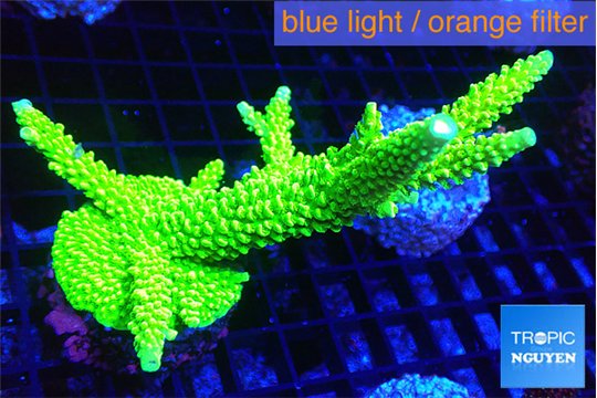 Acropora neon green 7-11 cm WYSIWYG acclimaté