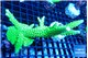Acropora neon green 7-11 cm WYSIWYG acclimaté