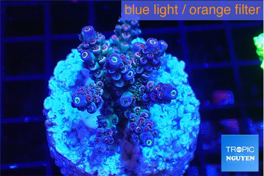 Acropora Walt Disney 3-4 cm WYSIWYG acclimaté