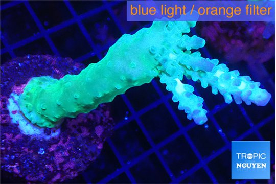 Acropora green & purple tip 4-5 cm WYSIWYG acclimaté