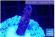 Acropora purple 2-3 cm WYSIWYG acclimaté
