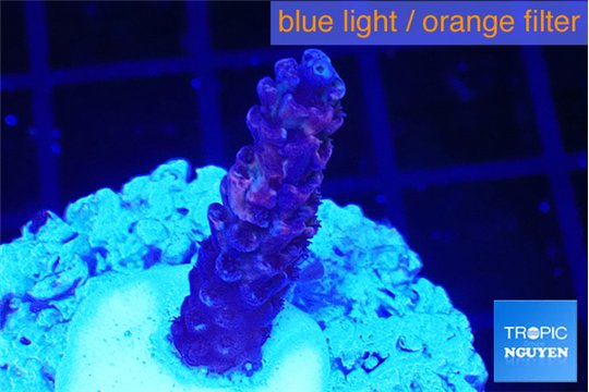 Acropora purple 2-3 cm WYSIWYG acclimaté