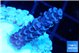 Acropora purple 2-3 cm WYSIWYG acclimaté