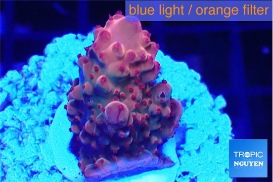 Acropora cherry pop 2-4 cm WYSIWYG acclimaté