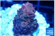 Acropora cherry pop 2-4 cm WYSIWYG acclimaté