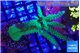 Acropora green purple 7-10 cm WYSIWYG acclimaté