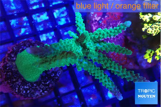 Acropora green purple 7-10 cm WYSIWYG acclimaté