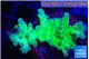 Acropora green & blue tip Fijii 4-6 cm WYSIWYG acclimaté