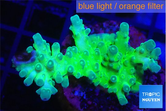 Acropora green & blue tip Fijii 4-6 cm WYSIWYG acclimaté