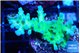 Acropora green & blue tip Fijii 4-6 cm WYSIWYG acclimaté