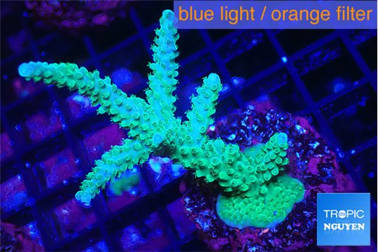 Acropora green purple 5-7 cm WYSIWYG acclimaté