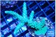 Acropora green purple 5-7 cm WYSIWYG acclimaté