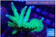 Acropora green purple 6-9 cm WYSIWYG acclimaté