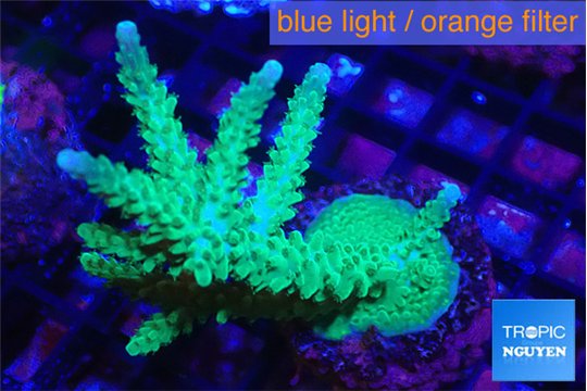 Acropora green purple 6-9 cm WYSIWYG acclimaté