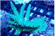 Acropora green purple 6-9 cm WYSIWYG acclimaté