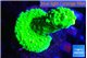 Acropora neon green 3-4 cm WYSIWYG acclimaté