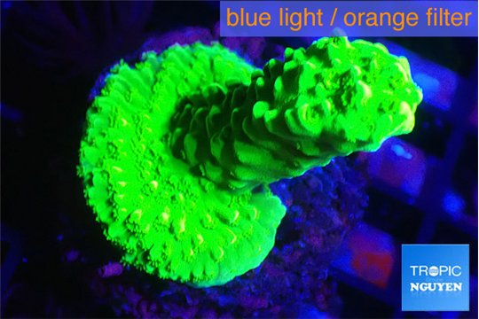 Acropora neon green 3-4 cm WYSIWYG acclimaté
