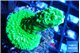 Acropora neon green 3-4 cm WYSIWYG acclimaté