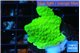 Montipora green cap 2-3 cm WYSIWYG acclimaté