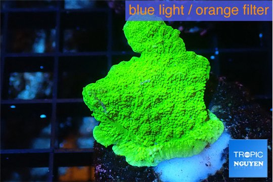 Montipora green cap 2-3 cm WYSIWYG acclimaté