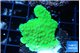 Montipora green cap 2-3 cm WYSIWYG acclimaté