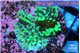 Montipora green purple polyps 2-4 cm WYSIWYG acclimaté