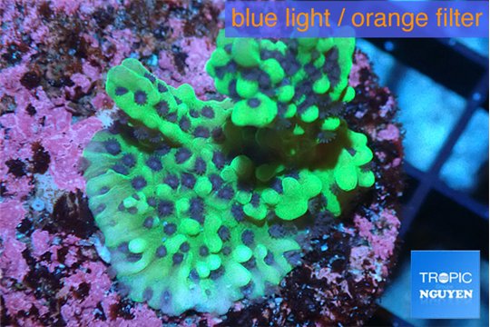 Montipora green purple polyps 2-4 cm WYSIWYG acclimaté
