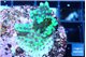Montipora green purple polyps 2-4 cm WYSIWYG acclimaté
