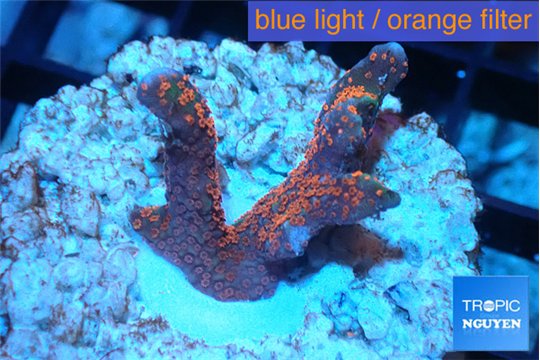 Montipora digitata red 2-4 cm WYSIWYG acclimaté