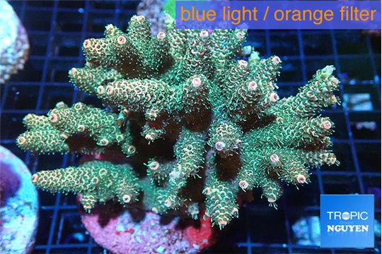 Acropora mango 7-12 cm WYSIWYG acclimaté
