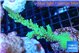 Acropora green purple 6-9 cm WYSIWYG acclimaté