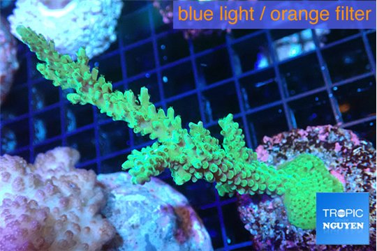 Acropora green purple 6-9 cm WYSIWYG acclimaté