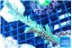 Acropora green purple 6-9 cm WYSIWYG acclimaté