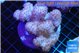 Pocillopora verrucosa pink 7-10 cm WYSIWYG acclimaté