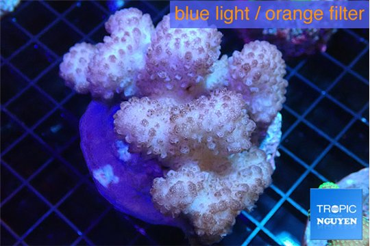 Pocillopora verrucosa pink 7-10 cm WYSIWYG acclimaté