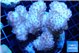 Pocillopora verrucosa pink 7-10 cm WYSIWYG acclimaté
