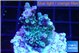 Acropora Walt Disney 3-4 cm WYSIWYG acclimaté