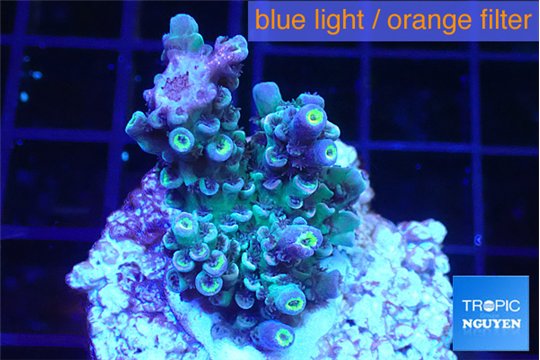 Acropora Walt Disney 3-4 cm WYSIWYG acclimaté