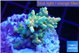 Acropora microclados gold 3-4 cm WYSIWYG acclimaté