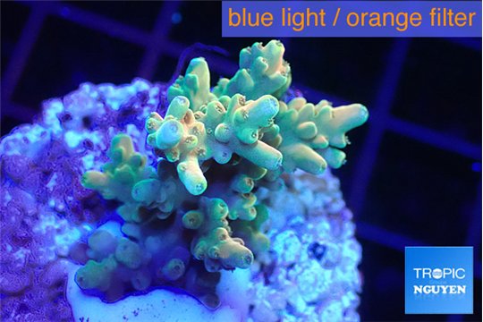 Acropora microclados gold 3-4 cm WYSIWYG acclimaté