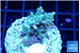 Acropora microclados gold 3-4 cm WYSIWYG acclimaté