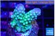 Acropora humilis big finger green purple 2-3 cm WYSIWYG acclimaté